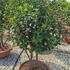 osman 1-1.2 m buy online UK.