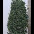 Osmanthus Heterophyllus 2-2.5 m buy online UK.