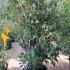 Osmanthus Heterophyllus 80-100 cm buy online UK.