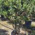 Osmanthus Heterophyllus 1 m buy online UK.