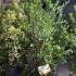 Osmanthus Heterophyllus 1.5-1.75 m buy online UK.