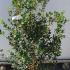 Osmanthus Heterophyllus 1-1.25 m buy online UK.