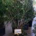 Osmanthus Heterophyllus 1.25-1.5 m buy online UK.