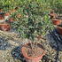 osman 80-100 cm buy online UK.