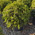 osman 80-90 cm buy online UK.