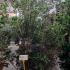 Osmanthus Heterophyllus 1.75-2 m buy online UK.