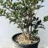 Osmanthus Heterophyllus Purpureus 40-60 cm buy online UK.