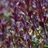 Osmanthus Heterophyllus Purpureus is aka Purple Leaf False Holly, pretty white flowers and purple foliage make this an interesting ornamental shrub, buy UK.