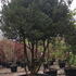 Osmanthus heterophyllus, hardy shrub specialists, Paramount Plants and Gardens UK