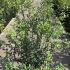 Osmanthus X Burkwoodii 1.25-1.5 m buy online UK.