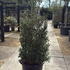 osmanxburk 1.5-1.75 m buy online UK.