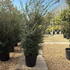 osmanxburk 2-2.5 m buy online UK.