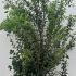 Osmanthus X Burkwoodii 1-1.25 m buy online UK.