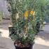 Osmanthus X Burkwoodii 60-80 cm buy online UK.