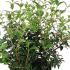 Osmanthus X Burkwoodii 30-40 cm buy online UK.