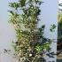 Osmanthus X Fortunei Carr 1.75-2 m buy online UK.