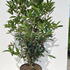 oy 1.5-1.75 m buy online UK.