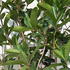 Osmanthus Yunnanensis or Yunnan Osmanthus