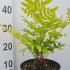 Osmunda Regalis Purpurascens Royal Purple Fern 20-40 cm buy online UK.