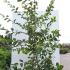 Ostrya Carpinifolia Hop Hornbeam 1.75-2 m buy online UK.