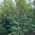 Ostrya Carpinifolia Hop Hornbeam 3-3.5 m buy online UK.