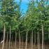 Ostrya Carpinifolia Hop Hornbeam 3-3.5 m buy online UK.