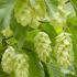 Ostrya Carpinifolia is also known as the European Hop Hornbeam Trees for Sale UK delivery.