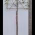 Ostrya Carpinifolia Pleached Hop Hornbeam Tree 3.7 m buy online UK.