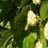 Ostrya Carpinifolia Pleached Hop Hornbeam Tree