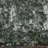 Outdoor Ivy Privacy Screens - variety Hedera Helix Woeneri 1 m buy online UK.