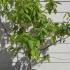 Oxydendrum Arboreum Sorrel Tree 1.5-1.75 m buy online UK.