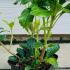 Pachysandra Terminalis Green Sheen 10-20 cm buy online UK.