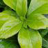 Pachysandra Terminalis Green Sheen or Japanese Spurge Green Sheen plants buy online with UK delivery
