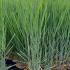 Panicum Virgatum Blue Fountain Blue Switch Grass 1-1.25 m buy online UK.