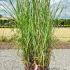 Panicum Virgatum Cheyenne Sky Switch Grass 60-80 cm buy online UK.