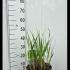 Panicum Virgatum Heavy Metal Switch Grass 30-40 cm buy online UK.