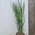 pvnw 60-80 cm buy online UK.