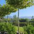 Parasol Trees or Roof Form Trees  2.8-2.9 m buy online UK.