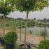 Parasol Trees or Roof Form Trees  2-2.1 m buy online UK.