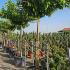 Parasol Trees or Roof Form Trees  2.1-2.2 m buy online UK.