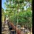 Parasol Trees or Roof Form Trees  2.4-2.6 m buy online UK.