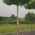 Parasol Trees or Roof Form Trees  2.6-2.8 m buy online UK.