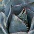 agave 20-30 cm buy online UK.
