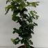 Parrotia Persica Persian Ironwood 80-100 cm buy online UK.
