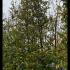 Parrotia Persica Persian Ironwood 6-6.5 m buy online UK.