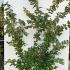 Parrotia Persica Persian Ironwood 1.5-1.75 m buy online UK.