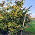 pp 2.5-3 m buy online UK.