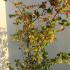 Parrotia Persica Persian Ironwood 1.25-1.5 m buy online UK.