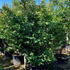 pp 3-3.5 m buy online UK.