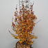 ppp 80-100 cm buy online UK.
